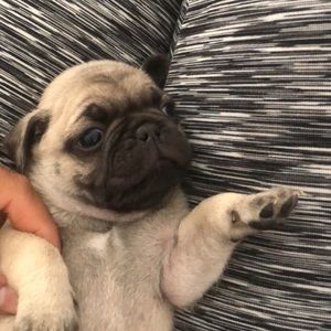 Meet your Posher, Lucy